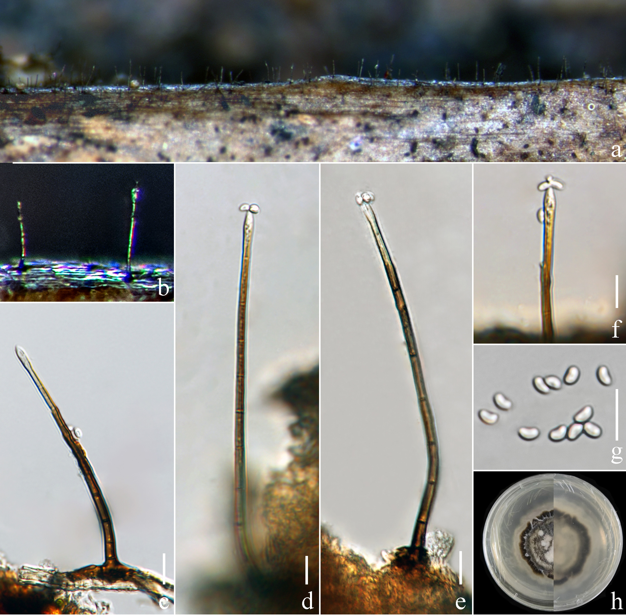 Figure 104